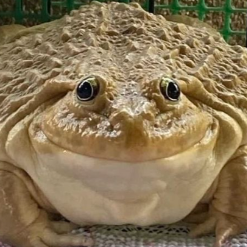 Smiley Frog